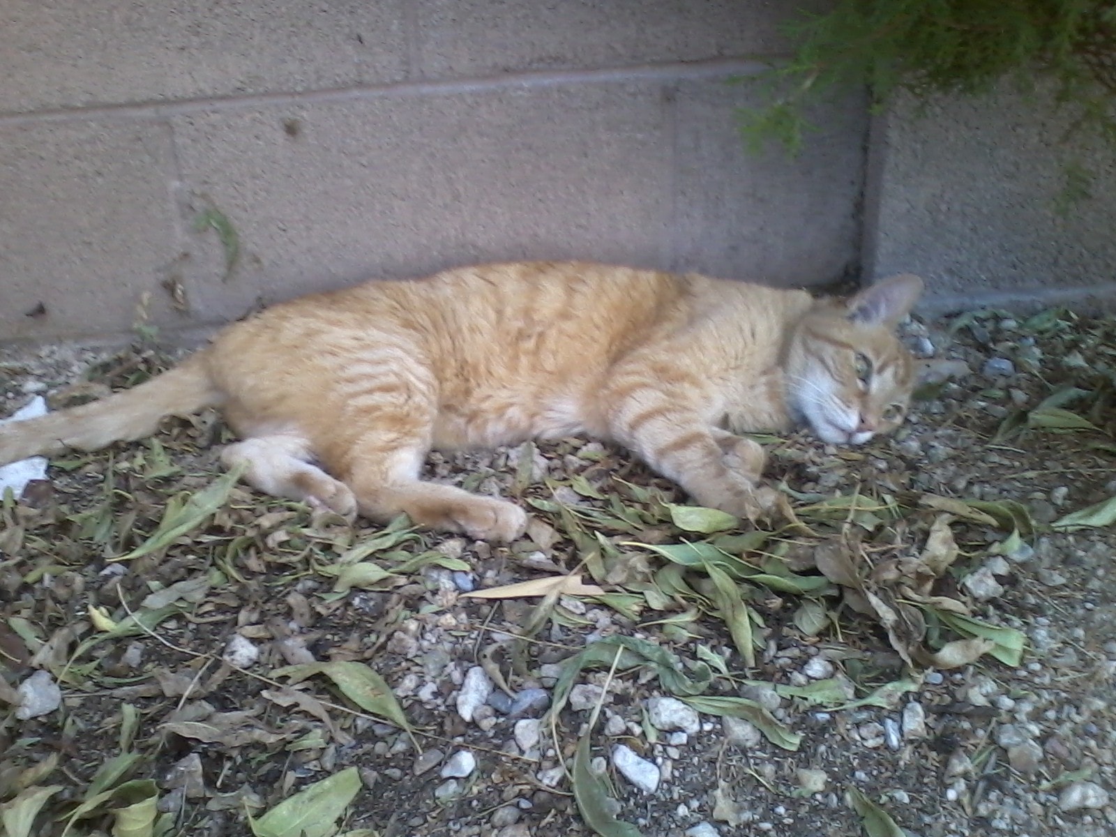 King Tiger