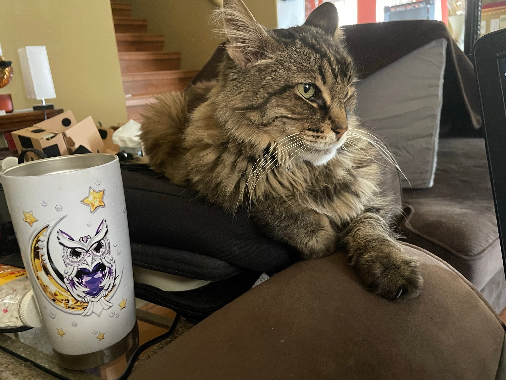 King Tiger next to an owl mug, looking away