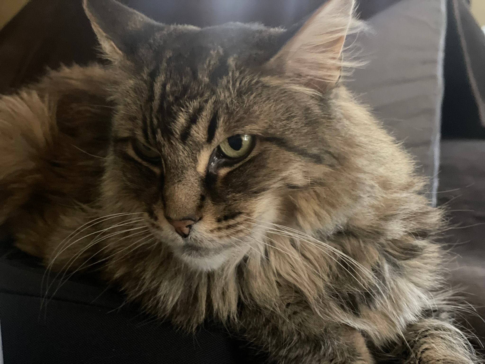 King Tiger resting, soft light