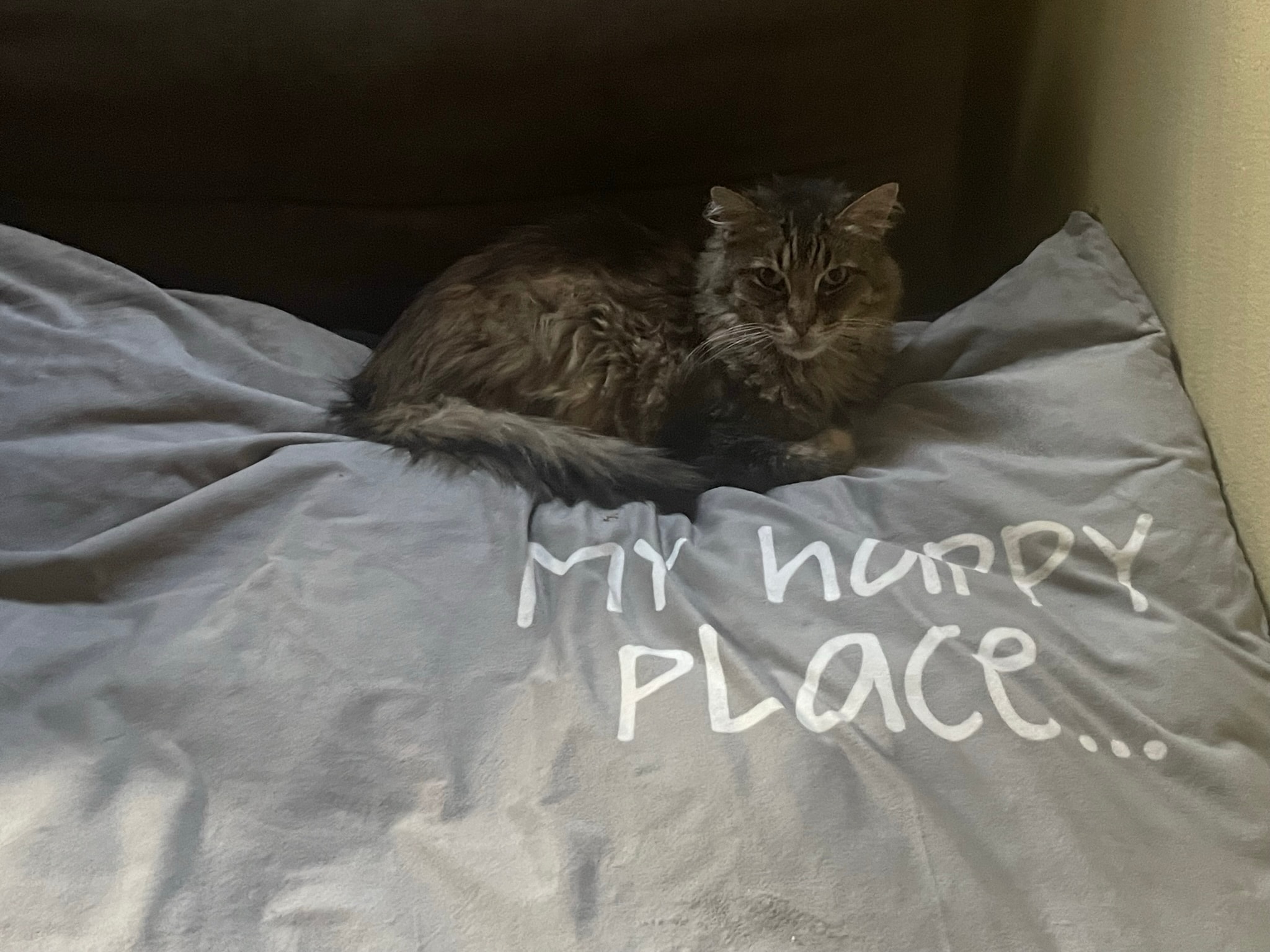 King Tiger on his happy place bed