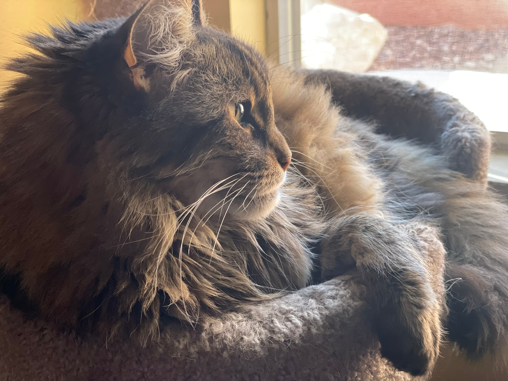 King Tiger in sunlight by the window