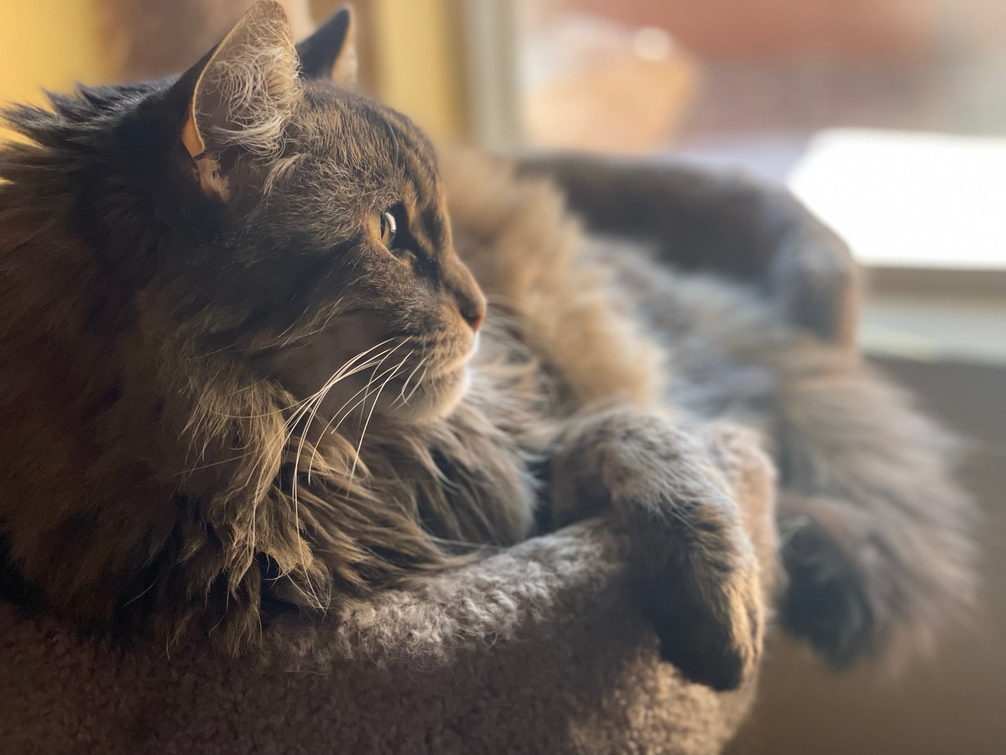 King Tiger gazing out the window
