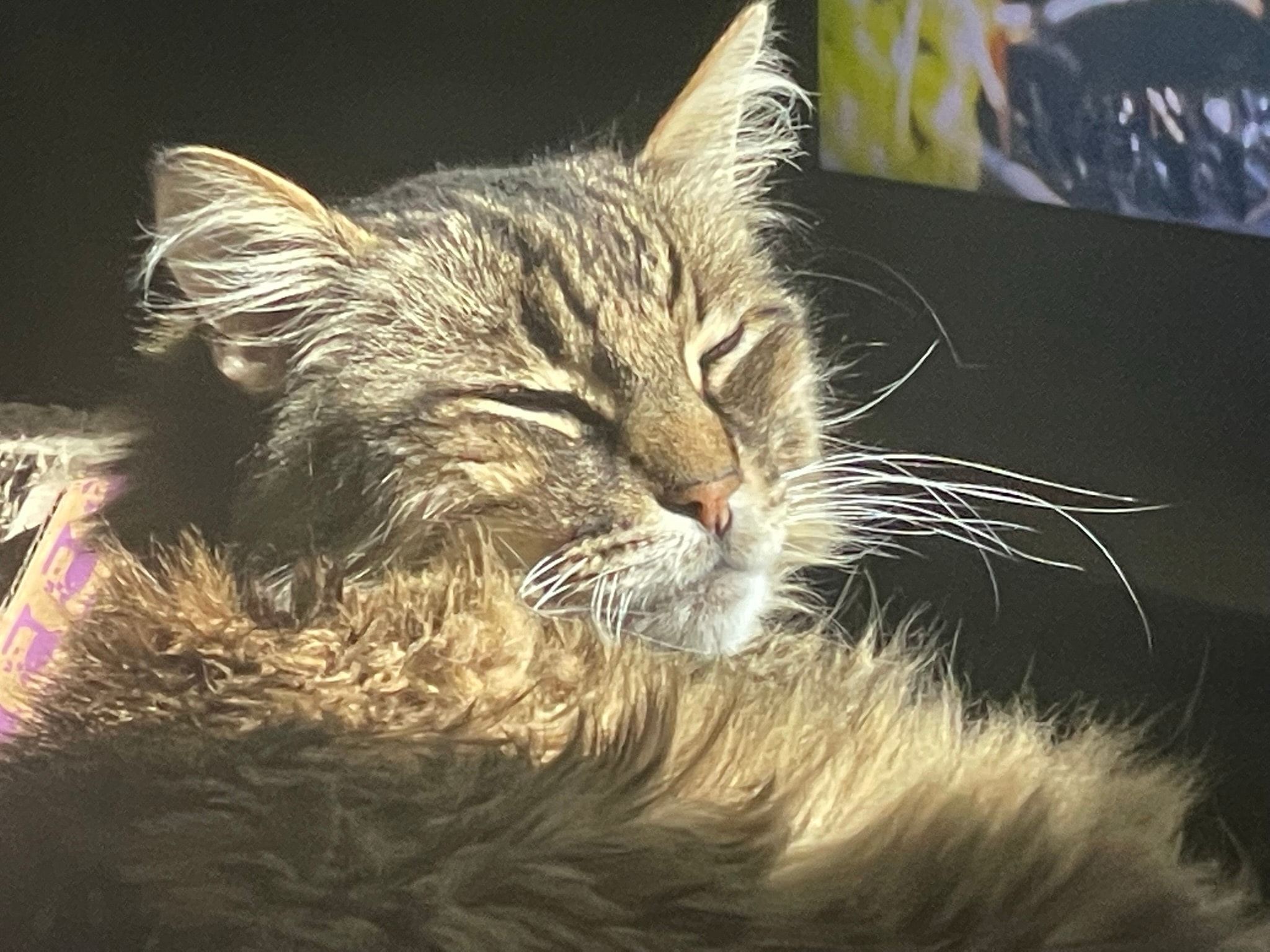 King Tiger resting in warm light