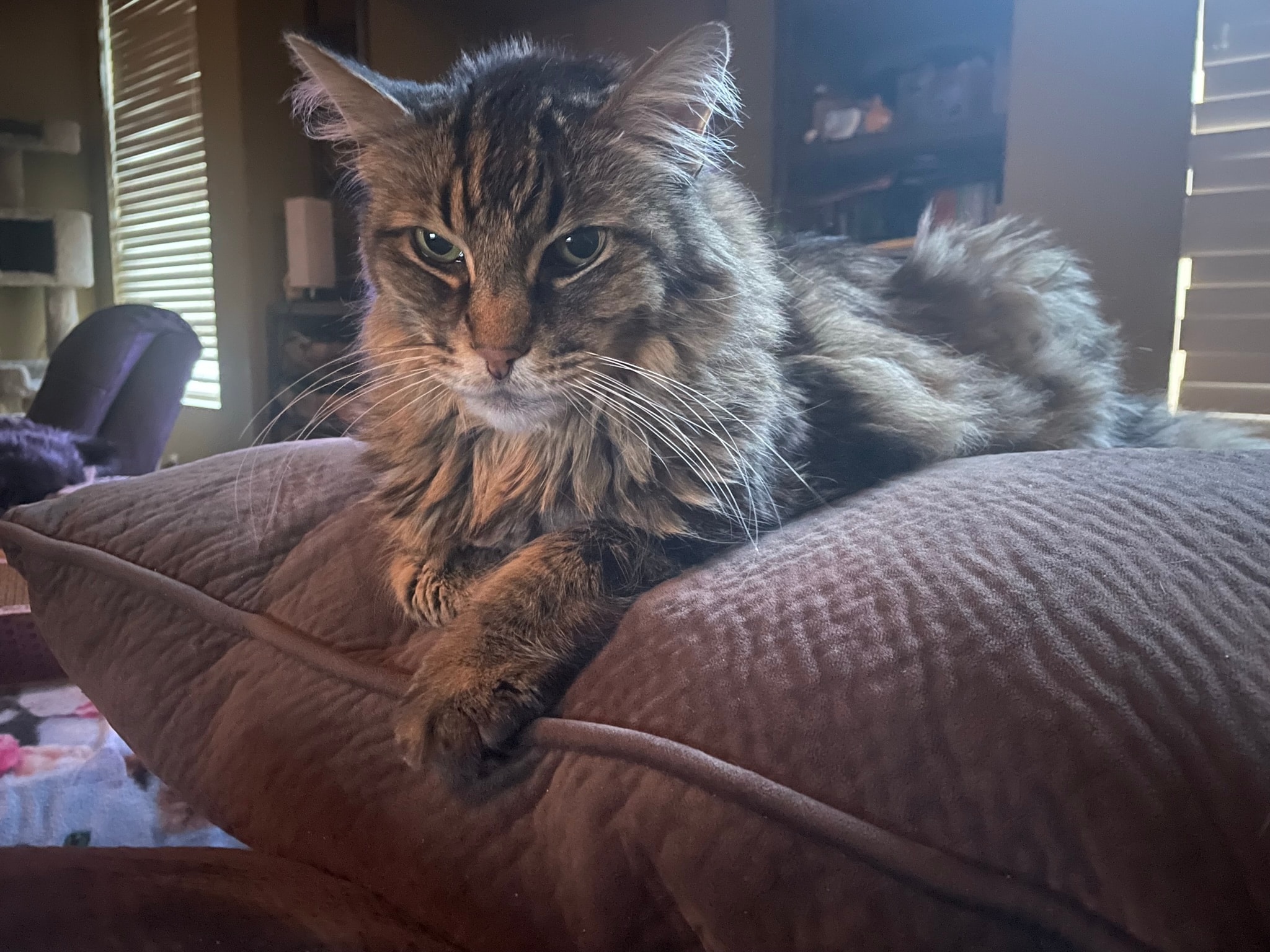 King Tiger on the couch