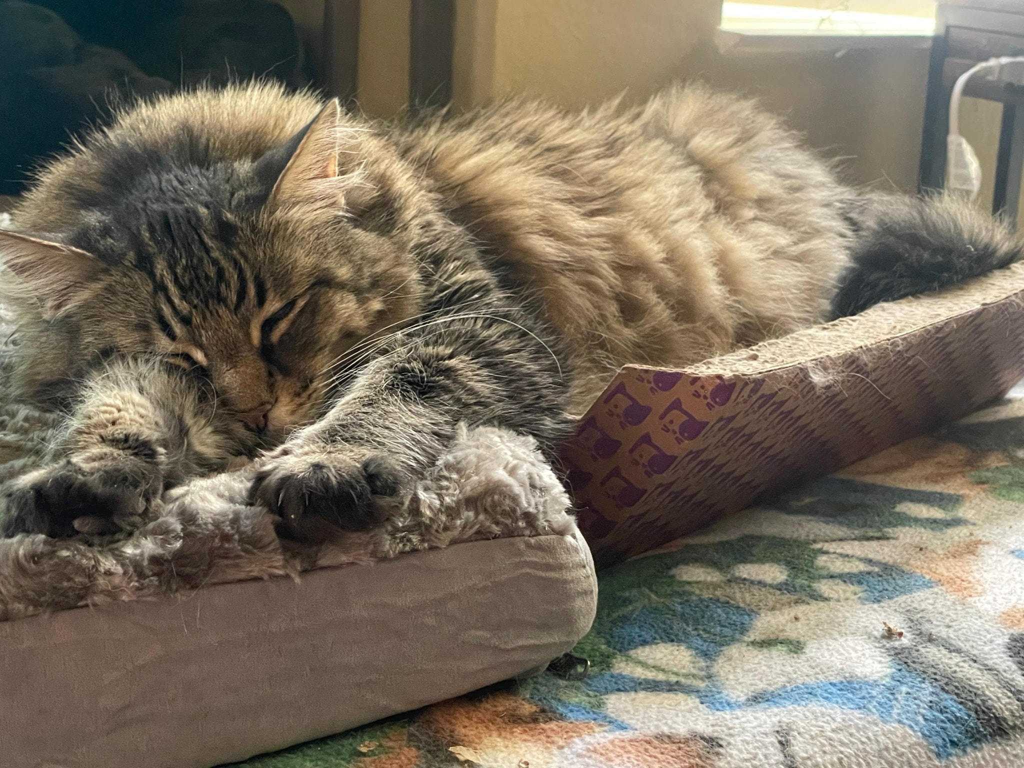 King Tiger sleeping in his bed