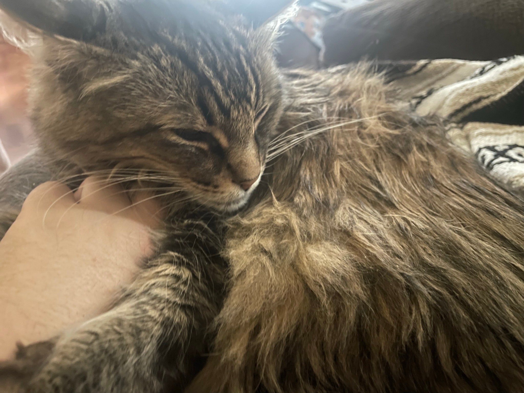 King Tiger being held close