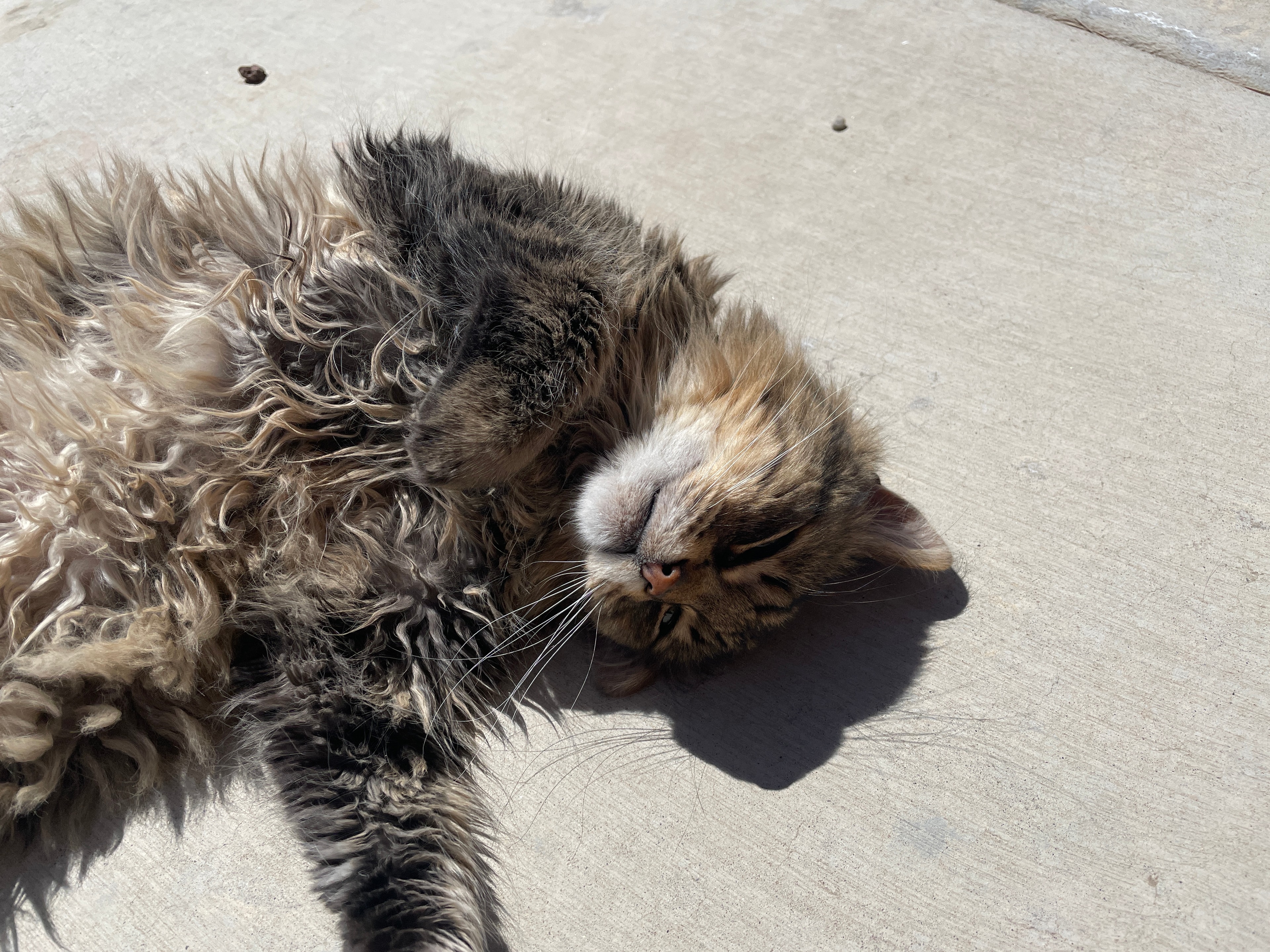 King Tiger sunbathing outside