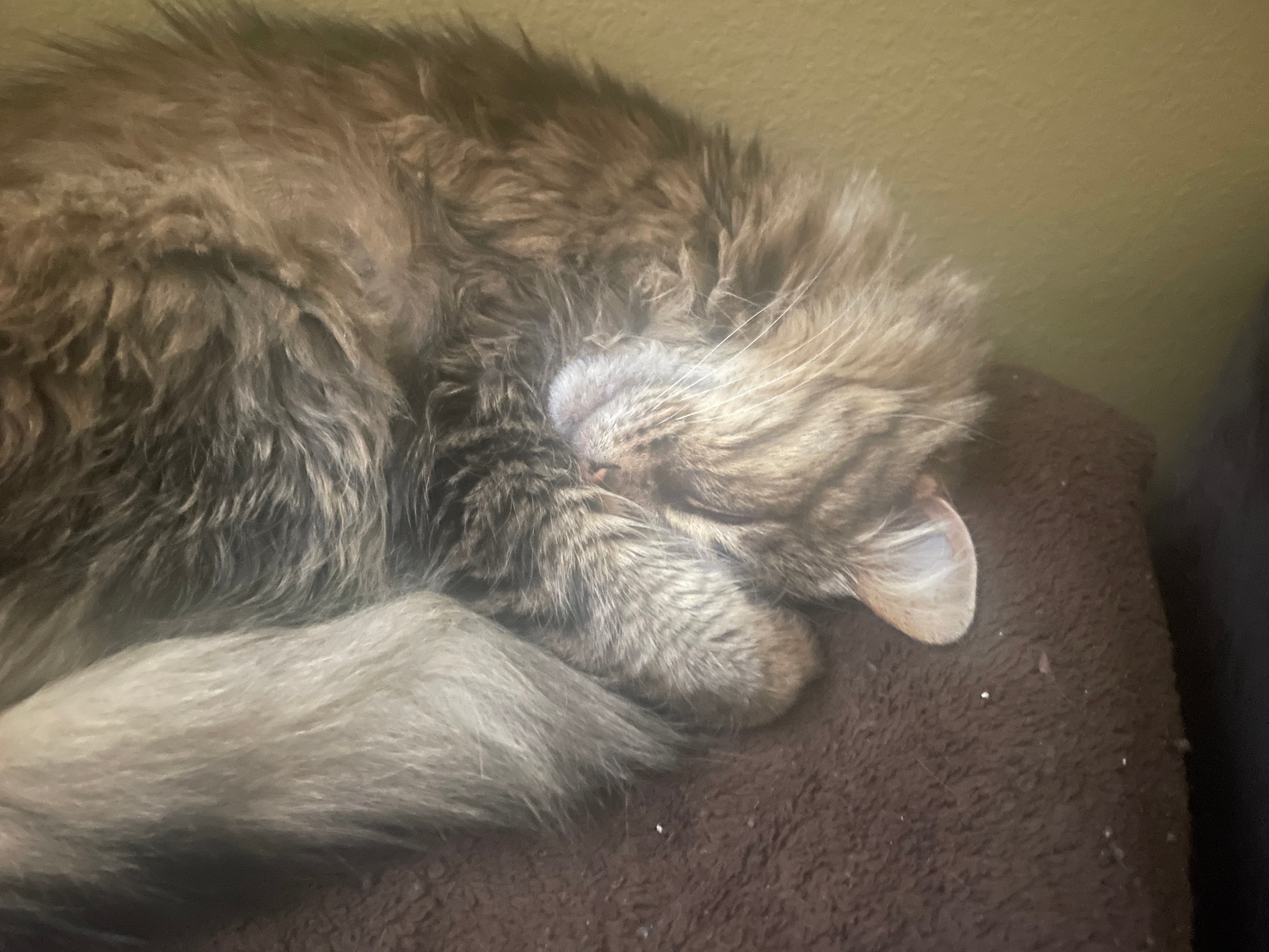 King Tiger curled up sleeping