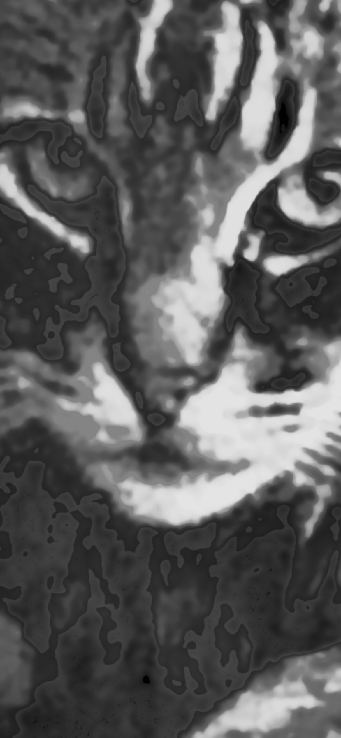 King Tiger abstract black and white close-up
