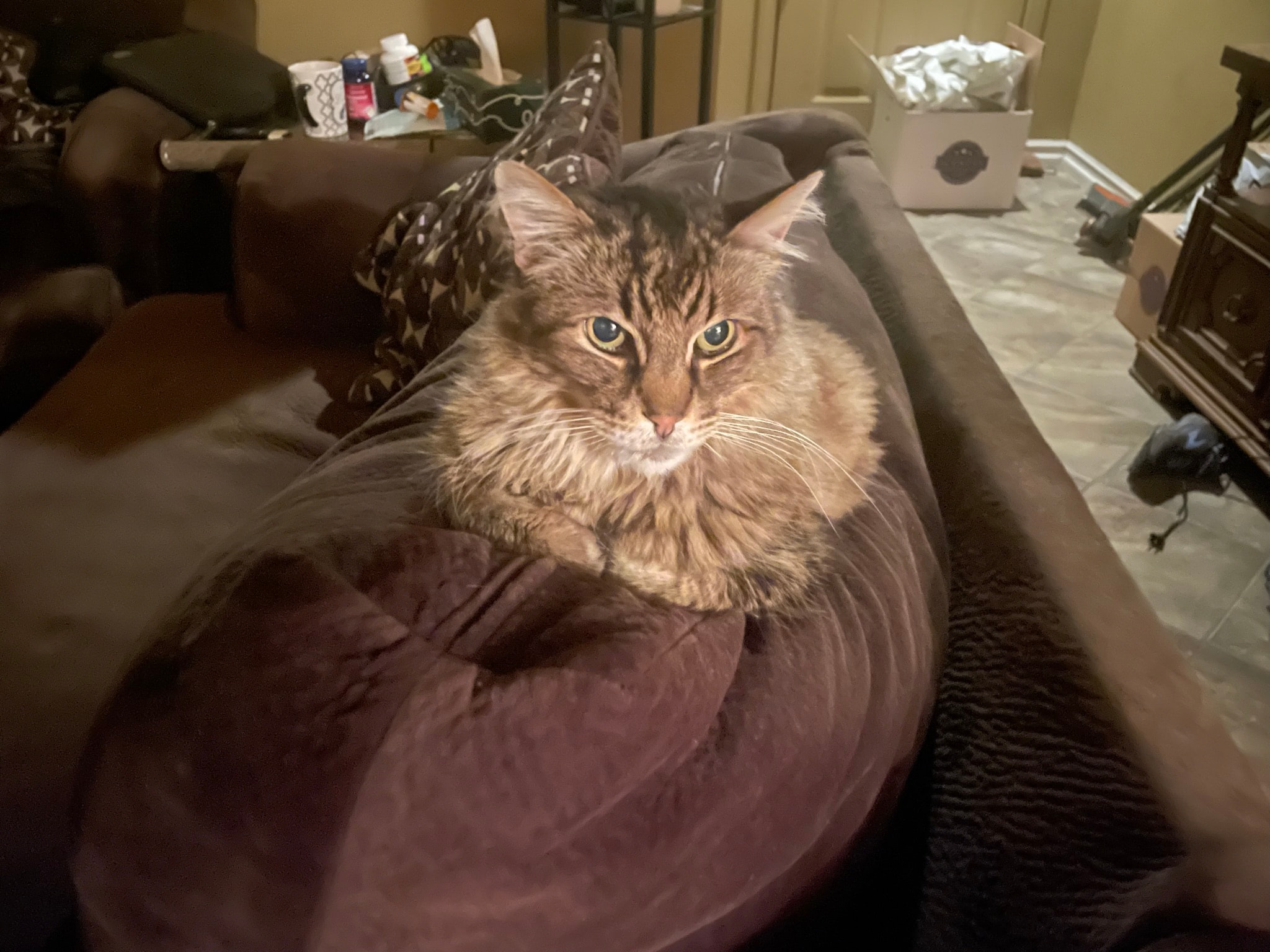King Tiger on the couch
