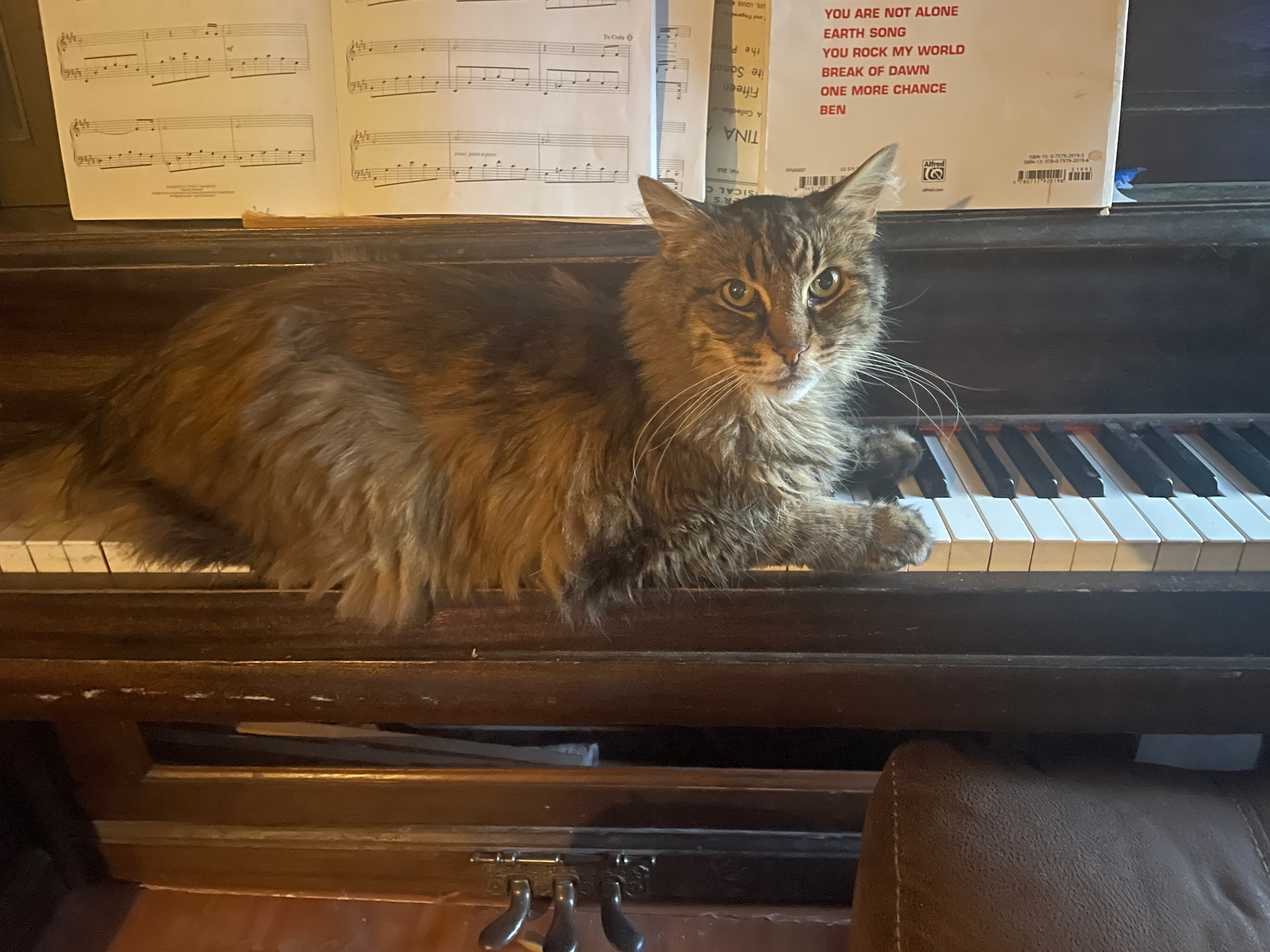 King Tiger on the piano with sheet music