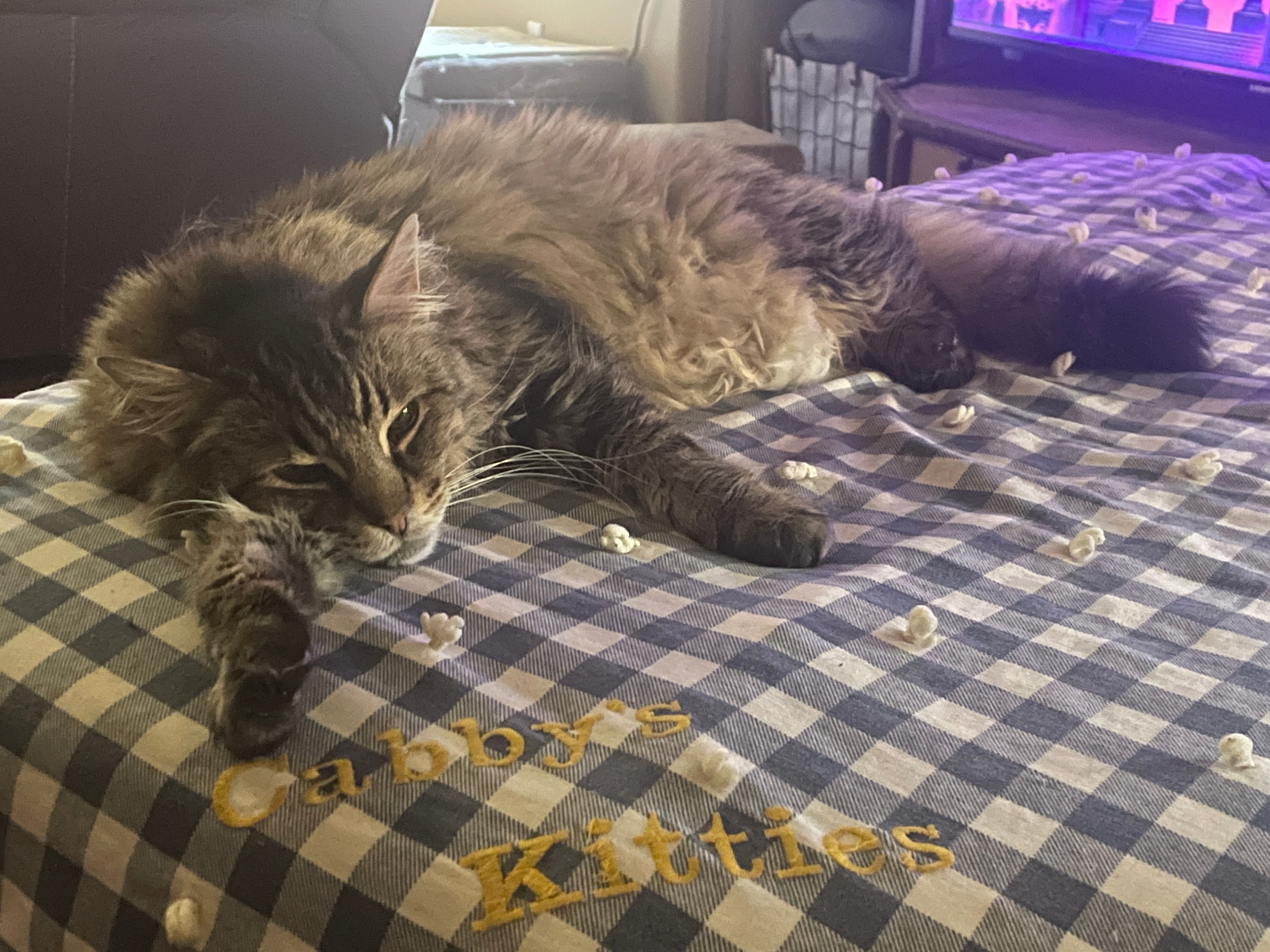King Tiger stretched out on Gabby's Kitties blanket with popcorn