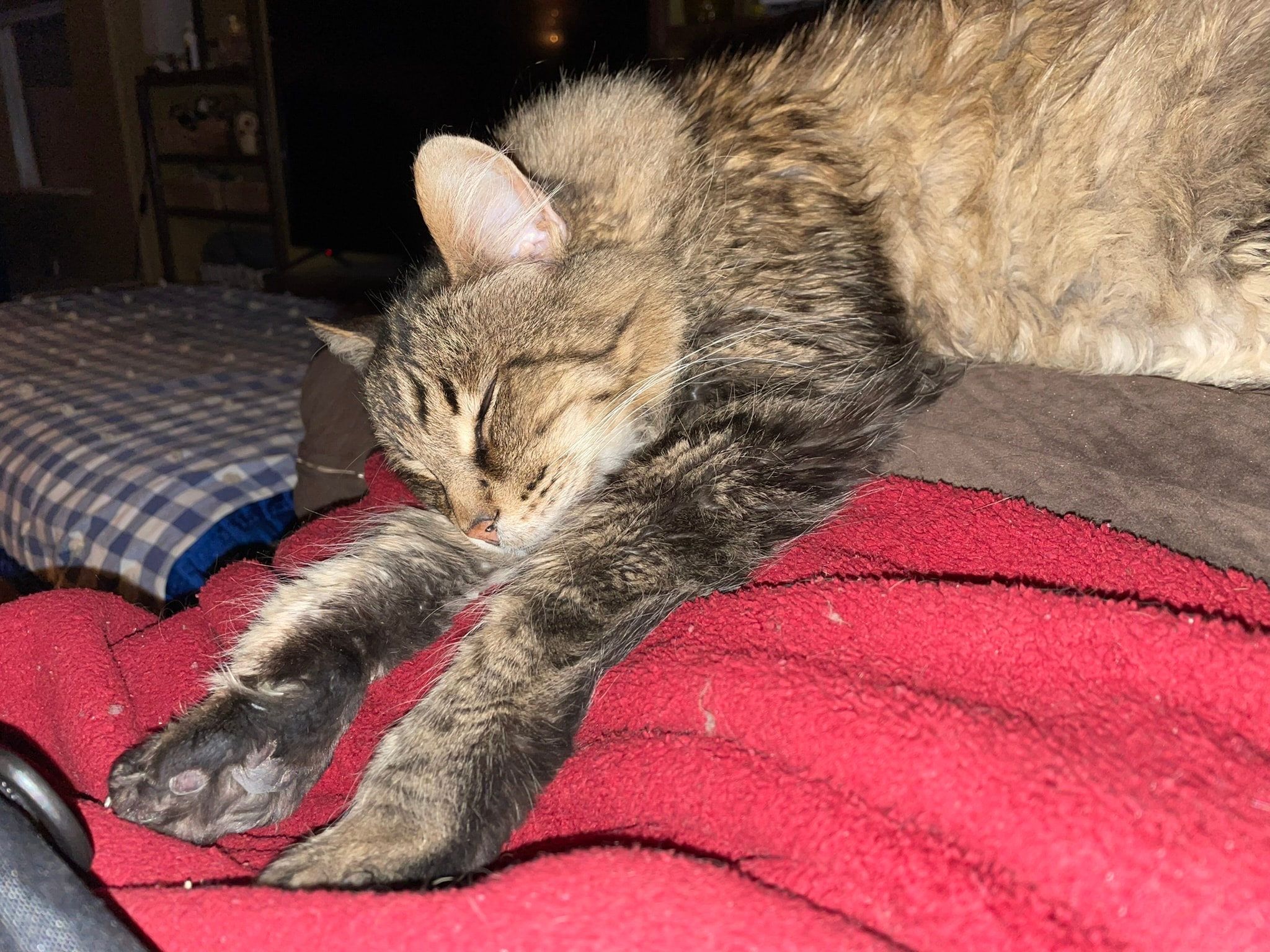 King Tiger sleeping on a red blanket